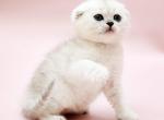 Zina Scottish Fold female black silver shaded - Scottish Fold Kitten For Sale - Miami, FL, US