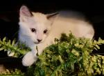 Benny - Siamese Kitten For Adoption - 