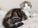 Axel Scottish Fold male black tabby bicolour - Scottish Fold Kitten For Sale - Miami, FL, US