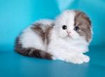 Relax Scottish Fold male chocolate silver tabby h - Scottish Fold Kitten For Sale - Miami, FL, US