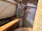 Steel - British Shorthair Kitten For Sale - Derry, NH, US