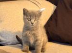 Steel British Shorthair - British Shorthair Kitten For Sale - Derry, NH, US