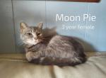 Moon Pie - Domestic Cat For Adoption - 