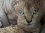 Leon - Sphynx Kitten For Sale - 