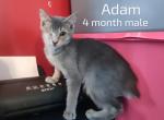 Adam - Domestic Kitten For Adoption - Covington, KY, US