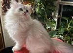 Bella - Scottish Straight Kitten For Sale - New York, NY, US