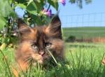 E3 - Maine Coon Kitten For Sale - 