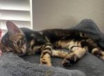 Layla - Bengal Kitten For Adoption - Corona, CA, US