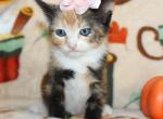 Buttercup - Domestic Kitten For Sale - 