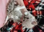 Designer Ragdoll Maine Coon Kittens Available Now - Ragdoll Kitten For Sale - Phoenix, AZ, US