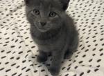 Russian Blue Kittens Litter 2 - Russian Blue Kitten For Sale - Atlanta, GA, US