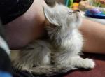 Ragdoll Snow Maine Coon Kittens Now Available - Maine Coon Kitten For Sale - Phoenix, AZ, US