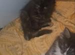 Black Tortie - Maine Coon Kitten For Sale - Rockford, IL, US