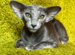 Diggi - Oriental Kitten For Sale - Miami, FL, US