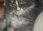 Black and white smoke tuxedo - Maine Coon Kitten For Sale - Rockford, IL, US