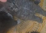 Blue smoke - Maine Coon Kitten For Sale - Rockford, IL, US