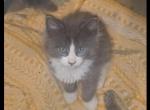 Blue and white tuxedo - Maine Coon Kitten For Sale - Rockford, IL, US