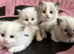 Summer Litter - Ragdoll Kitten For Sale - Garfield, NJ, US