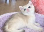 Mia CY12 lilac shaded - British Shorthair Kitten For Sale - 