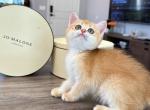 Golden shaded girl - British Shorthair Kitten For Sale - 