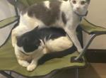 Mitchy - American Shorthair Cat For Sale - Elizabeth, NJ, US