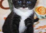 Dash - Domestic Kitten For Sale - 