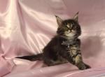 Fastest - Maine Coon Kitten For Sale - 