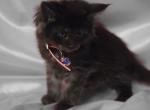 Pink - Maine Coon Kitten For Sale - 