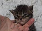 Zelda littles - Maine Coon Kitten For Sale - 