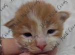 Willow's Littles - Maine Coon Kitten For Sale - 