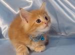 Blue - Maine Coon Kitten For Sale - Vancouver, WA, US