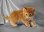 Green - Maine Coon Kitten For Sale - Vancouver, WA, US