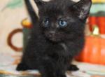 Mochi - Bombay Kitten For Sale - 