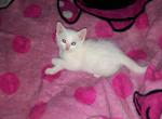 Snowball - Domestic Kitten For Sale - Robbinsdale, MN, US