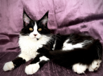 Daiquiri - Maine Coon Kitten For Sale - 