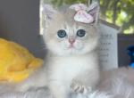 B018 - British Shorthair Kitten For Sale - Los Angeles, CA, US