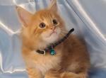 Song - Maine Coon Kitten For Sale - Vancouver, WA, US