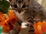 F5SBT kittens Will be ready for Christmas - Savannah Kitten For Sale - 