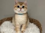 Tommy - British Shorthair Kitten For Sale - Queens, NY, US