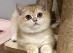 Eva - British Shorthair Kitten For Sale - 