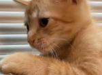 Milo - Domestic Kitten For Sale - 