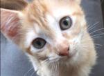 Lola - Domestic Kitten For Sale - CT, US