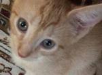 Kiki - Domestic Kitten For Sale - 