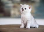 Loc in California Alex silver shaded british boy - British Shorthair Kitten For Sale - CA, US