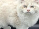 Ragdoll Male - Ragdoll Kitten For Sale - Lynchburg, VA, US