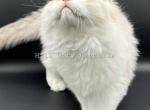 Ragdoll Male - Ragdoll Kitten For Sale - Lynchburg, VA, US