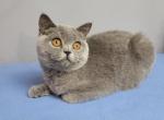 Inna - Scottish Straight Kitten For Sale - 