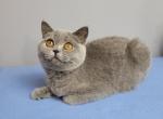 Inna - Scottish Straight Kitten For Sale - 