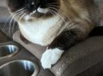 Chico - Domestic Cat For Adoption - Kennewick, WA, US