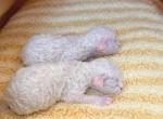 White Devon rex - Devon Rex Kitten For Sale - 